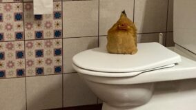 Henne auf der Toilette des Saales